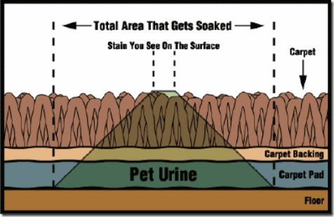 Pet Urine Extraction